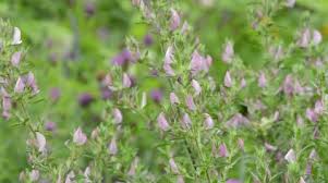 Attēlu rezultāti vaicājumam “Ononis arvensis”