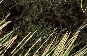 Attēlu rezultāti vaicājumam “Callitriche hermaphroditica”