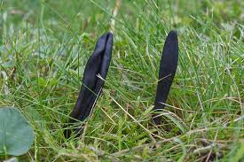 Attēlu rezultāti vaicājumam “Geoglossum sp.”