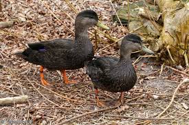 Image result for Anas rubripes