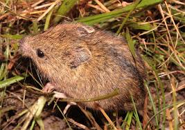 Attēlu rezultāti vaicājumam “Sicista betulina”