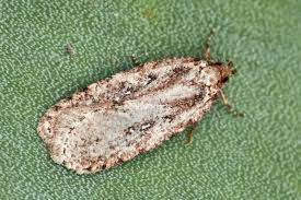 Attēlu rezultāti vaicājumam “Agonopterix ciliella”