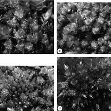 Attēlu rezultāti vaicājumam “Bryum amblyodon sporophyte”