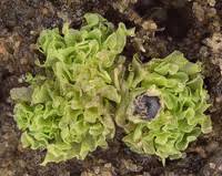 Attēlu rezultāti vaicājumam “Fossombronia wondraczekii”