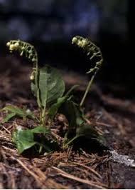 Attēlu rezultāti vaicājumam “Orthilia secunda”