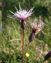 Attēlu rezultāti vaicājumam “Serratula tinctoria flower”
