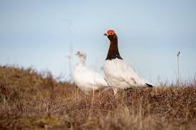 Attēlu rezultāti vaicājumam “Lagopus lagopus female”
