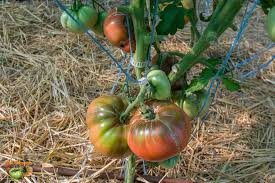 Afbeeldingsresultaat voor black sea man tomato