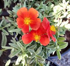 Attēlu rezultāti vaicājumam “Helianthemum nummularium flower”