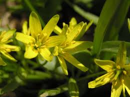 Attēlu rezultāti vaicājumam “Gagea lutea”