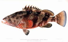 Image result for Epinephelus guttatus