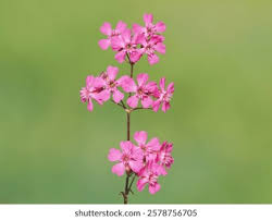 Attēlu rezultāti vaicājumam “Silene viscaria flower”