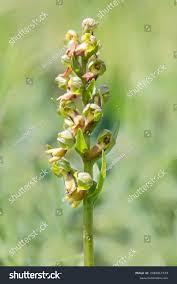 Attēlu rezultāti vaicājumam “Coeloglossum viride flower”