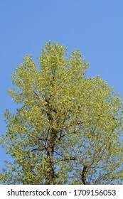 Attēlu rezultāti vaicājumam “Populus x canadensis”