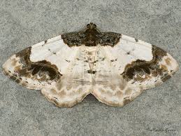 Attēlu rezultāti vaicājumam “Ligdia adustata”