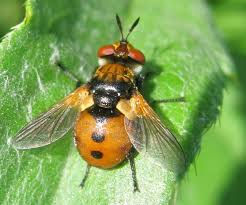 Attēlu rezultāti vaicājumam “Gymnosoma sp.”