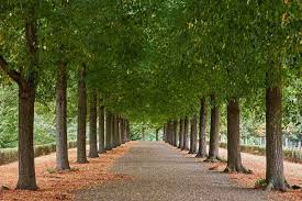 Attēlu rezultāti vaicājumam “Tilia americana”