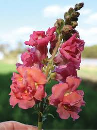 Attēlu rezultāti vaicājumam “Antirrhinum majus flower”