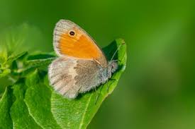 Attēlu rezultāti vaicājumam “Coenonympha glycerion”