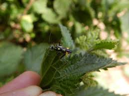 Attēlu rezultāti vaicājumam “Grypocoris sexguttatus imago”