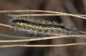 Attēlu rezultāti vaicājumam “Rhyparia purpurata”