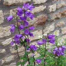 Image result for Campanula trachelium