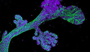 Attēlu rezultāti vaicājumam “Bryum funkii cells”