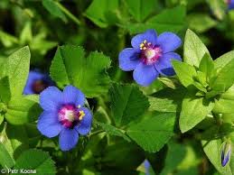 Image result for Anagallis arvensis