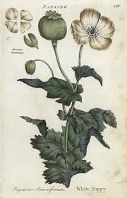 Image result for Papaver somniferum