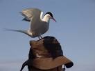 NU2135 : Arctic Tern on - via Daymix