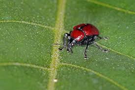 Attēlu rezultāti vaicājumam “Attelabus nitens”