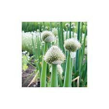 Résultat de recherche d'images pour "Allium fistulosum"