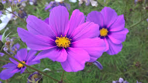 Image result for Cosmos bipinnatus