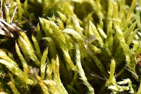 Attēlu rezultāti vaicājumam “Brachythecium albicans”