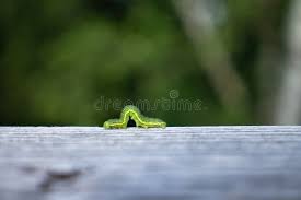 Attēlu rezultāti vaicājumam “Lacanobia contigua larva”