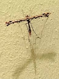 Attēlu rezultāti vaicājumam “Perizoma bifaciata”