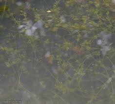 Attēlu rezultāti vaicājumam “Chara rudis”