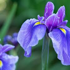 Image result for Iris