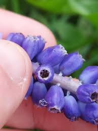 Attēlu rezultāti vaicājumam “Microbotryum tragopogonis - pratensis”