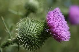 Attēlu rezultāti vaicājumam “Cirsium x rigens”