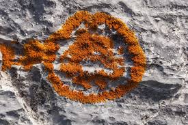 Attēlu rezultāti vaicājumam “Caloplaca saxicola”