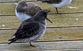 Attēlu rezultāti vaicājumam “Calidris maritima”