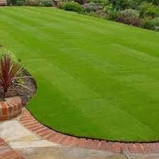 Attēlu rezultāti vaicājumam “Agrostis canina”