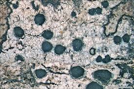 Attēlu rezultāti vaicājumam “Megalaria grossa”