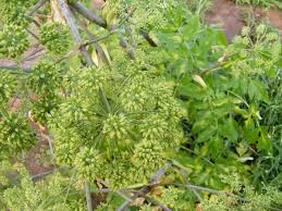 Attēlu rezultāti vaicājumam “Angelica archangelica leaf”