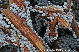 Attēlu rezultāti vaicājumam “Badhamia panicea”