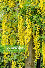 Attēlu rezultāti vaicājumam “Laburnum anagyroides flower”