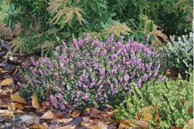 Attēlu rezultāti vaicājumam “Erica x darleyensis”