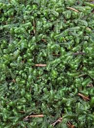 Attēlu rezultāti vaicājumam “Barbilophozia attenuata”