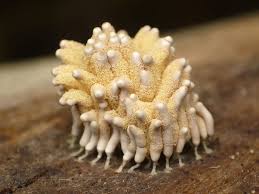 Attēlu rezultāti vaicājumam “Arcyria helvetica macro”